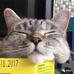 网红猫有哪些,萌宠界的明星风采